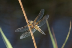 Fireplettet Libel Libellula quadrimaculata