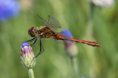 Blodrød Hedelibel Sympetrum sanguineum