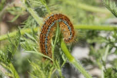 Strandringspinder