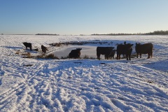 Snedække 16 December 2022, søer er frosset til is og galloway savner vand