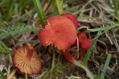 Hvidløgs-vokshat (Hygrocybe helobia)