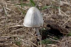 Ring-Glanshat- Panaeolus semiovatu