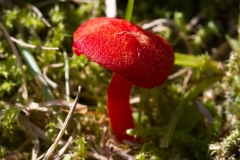 Hvidløgs-Vokshat (Hygrocybe helobia)