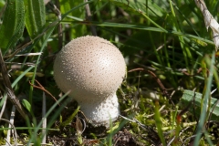 Mark-Støvbold - Lycoperdon lividum