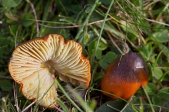 Kegle-Vokshat (Hygrocybe conica)