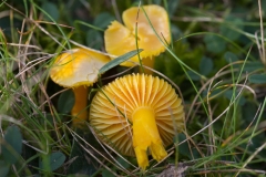 Voksgul Vokshat - Hygrocybe ceracea