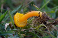 Voksgul Vokshat  - Hygrocybe ceracea