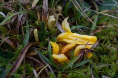 Køllesvamp – Clavulinopsis sp.