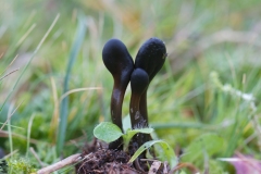 Slimet Jordtunge - Glutinoglossum glutinosum