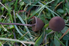 Høj Glanshat – Panaeolus acuminatus