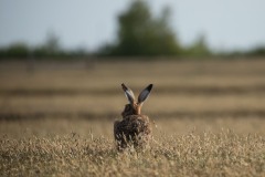 Hare familie